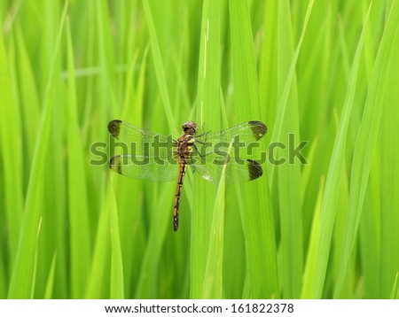 A brown dragonfly in a field of green grass.