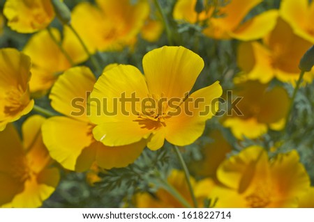 Selective focus of a light orange colored flower with four petals.