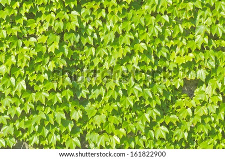 A group of green leaves with three points.