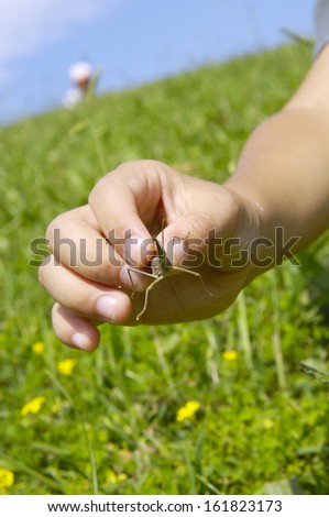 Pale hand holding a live grasshopper above grass with yellow flowers.