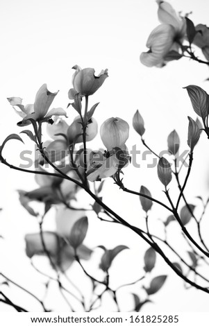 Flowers on branch against white background
