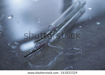 Water and lavender flower buds spilling from test tube