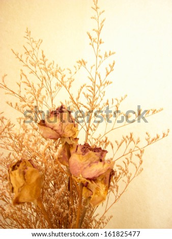 Wilted flowers on plant