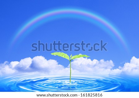 Small plant with water drops on leaves in rippled water against cloudy sky and rainbow