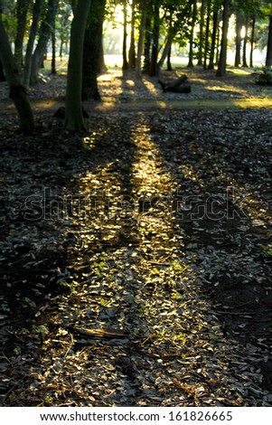Sunlight through trees on fallen leaves