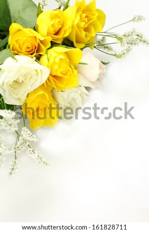 Yellow and white rose flowers on white background