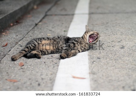 Stray cat hissing on the road