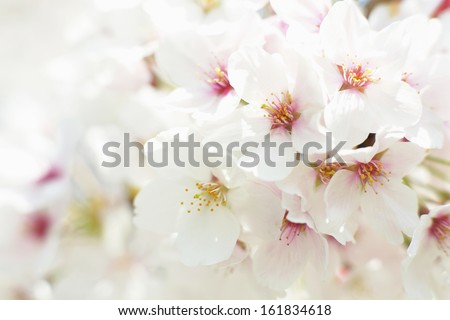 Close-up of plum blossom flowers