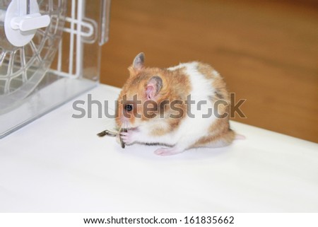 Small golden hamster biting its food