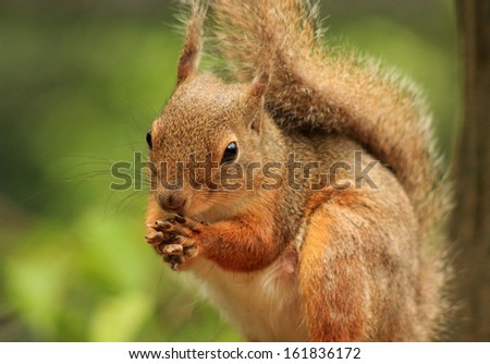 Close-up of a Squirrel