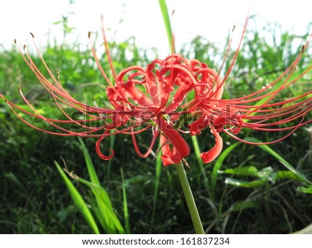 Close-up of a flame lily flower in a garden