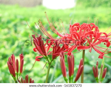 Close-up of flame lily flowers in bloom
