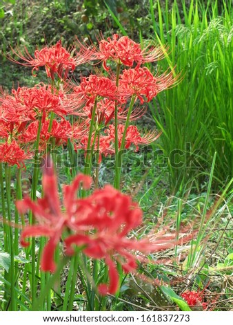 Flame lilies growing in a garden