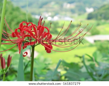 Close-up of a flame lily flower