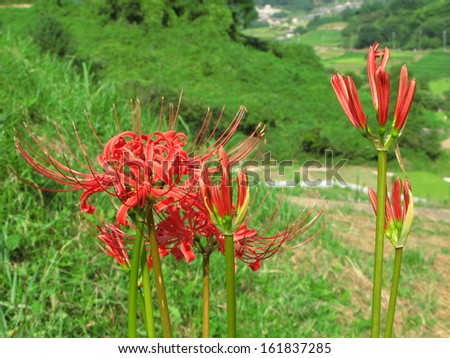 Red flame lily flowers in a garden