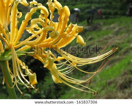 Close-up of a yellow flame lily flower