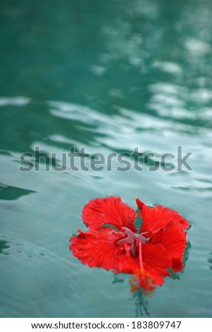 Blue water with a soft-focus red flower on the water floating.
