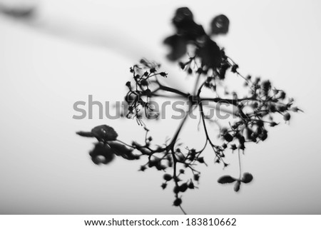 A single, blurred plant stands out against a white background.