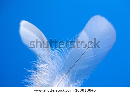 Two white feathers and white fuzz against an azure background.