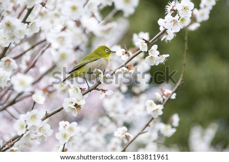 A tiny bird sitting on a flowery branch of a tree.