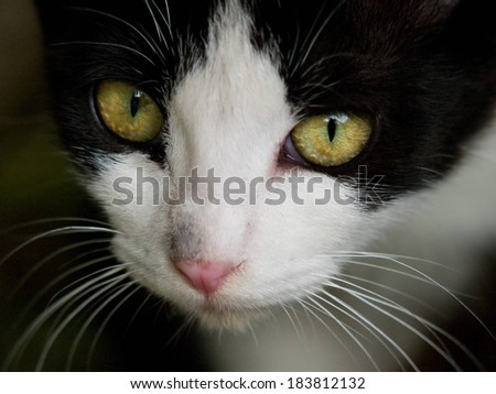 A black and white tuxedo cat with green eyes and a pink nose.