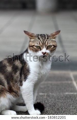 A serious cat with flat ears sitting on pavement.