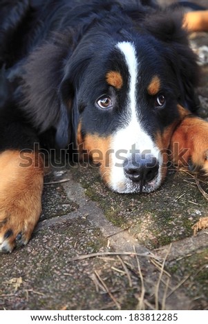 A dog looking up as he rests is chin on the ground.
