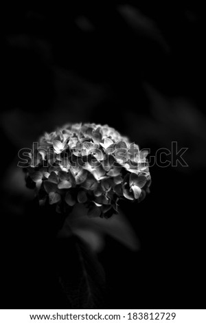 A cluster of hydrangea flowers in gray and white.