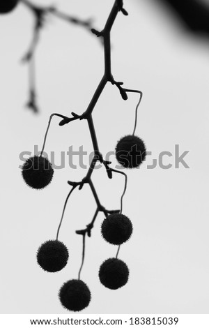 A dark twig of a plane tree with seed pods on it against a white background.