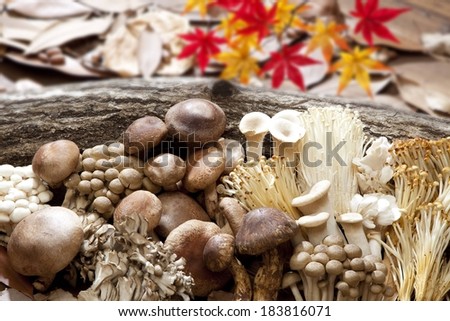 A bunch of different mushrooms gathered by a log.