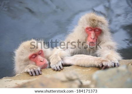 Two furry Japanese macaques (snow monkeys)  grabbing onto a rock in a hot spring.