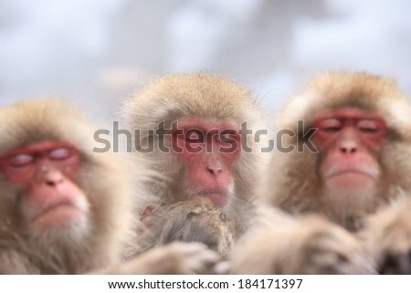 Three Japanese macaques (snow monkeys) sitting with their eyes all closed.