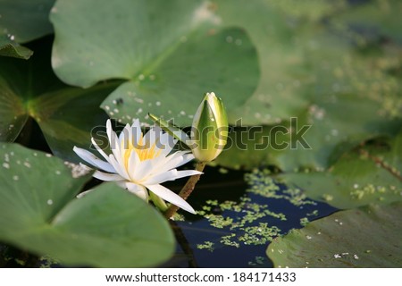 A pile of lily pads with a lily and one sprouting.