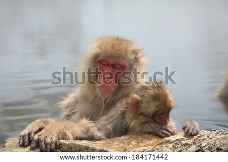 An adult and  baby Japanese macaque monkey resting near a rock.