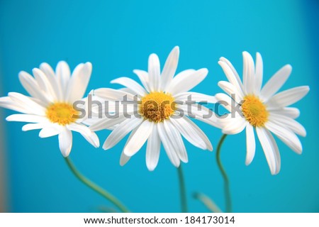 Three daisy flowers set against a blue background.