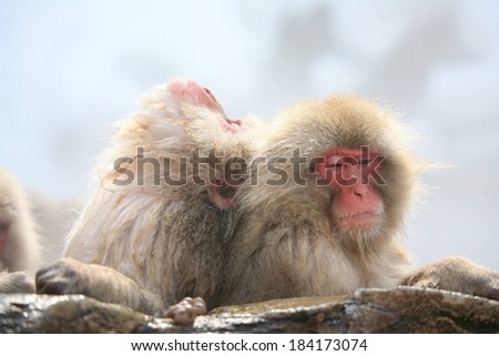 One Japanese macaque monkey leaning on another monkey while resting on rocks.