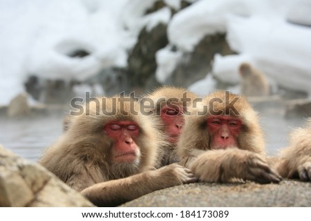Sleepy Japanese macaque monkeys on the rocks against the snowy, rocky cliffs.