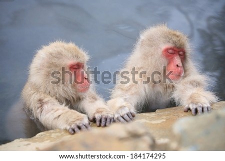 Two Japanese macaques or snow monkeys holding onto a rock with their hands.