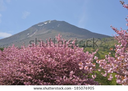 Cherry blossom trees at the bottom of a mountain.
