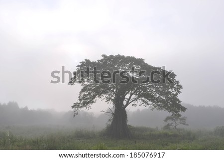 A tree stands alone in a field on a hazy day.