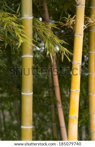 Stalks of tall bamboo with long green leaves.