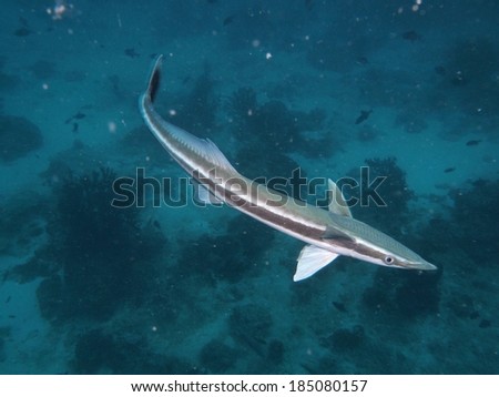 Elongated silvery fish swimming in blue water. Smaller fish and plants below.