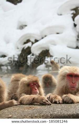 A group of Japanese snow monkeys hanging out by a rock in a hot spring.
