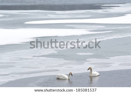Two swans swimming in a lake surrounded by ice.