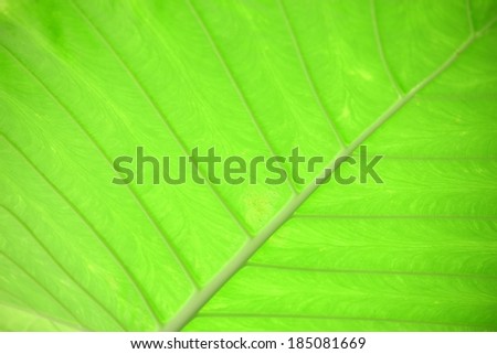 A very vivid close up of a leaf.