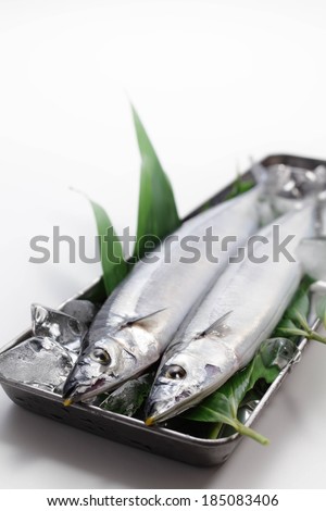Two silver fish laying in a pan on ice.