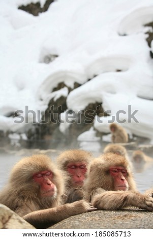 Three Japanese snow monkeys sitting in a hot spring together.