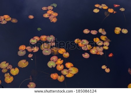 A bunch of orange lily pads are floating on water.