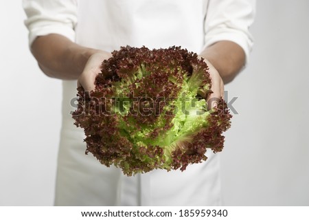Chef holding red leaf lettuce (mid section)
