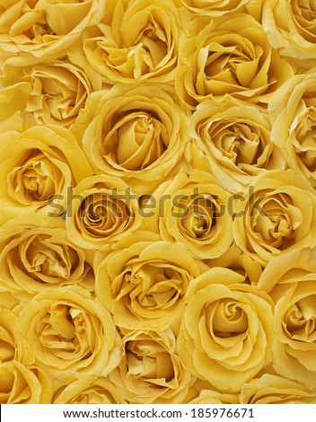 Full-frame Yellow Roses
